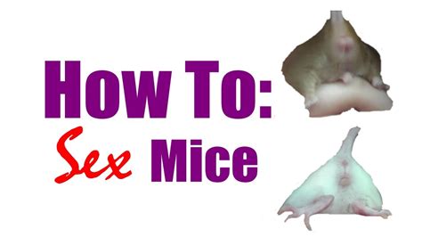 How To Sex Mice Youtube