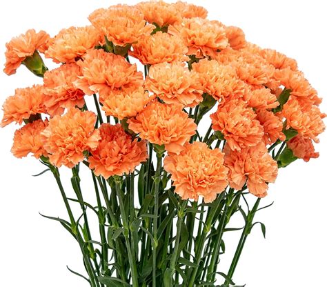 Flowerprime 75 Orange Carnations Fresh Natural Cut