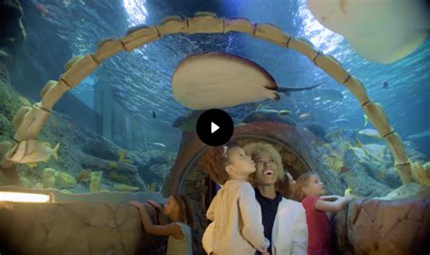 Sea Life Aquarium New Jersey Now Open At American Dream