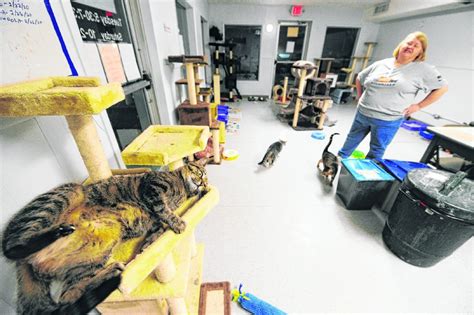 Companion Concerns Animal Shelters Adjust To Realities Of The Pandemic