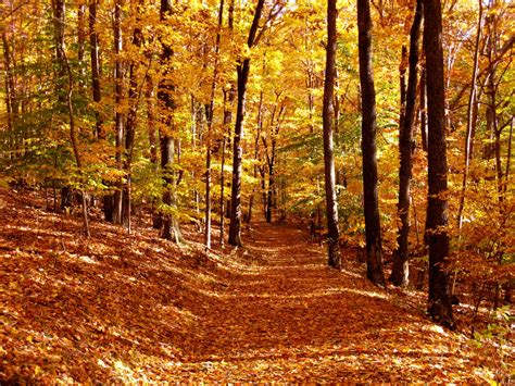 Free Images Tree Wilderness Trail Sunlight Leaf Autumn Season