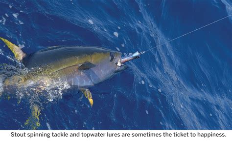 The How Where And Why Of Fishing For Yellowfin Tuna Anglers Journal