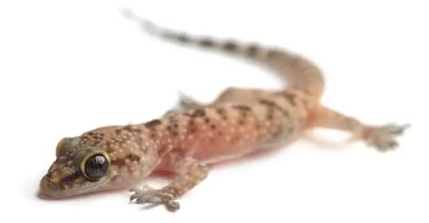 Mediterranean House Gecko Species Information And Facts Everything