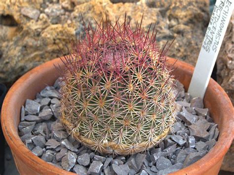 Acunensis (acuña cactus) and the pediocactus peeblesianus var. エキノマスツス 紅簾玉 Echinomastus erectocentrus｜多肉植物図鑑 PUKUBOOK(プクブック)