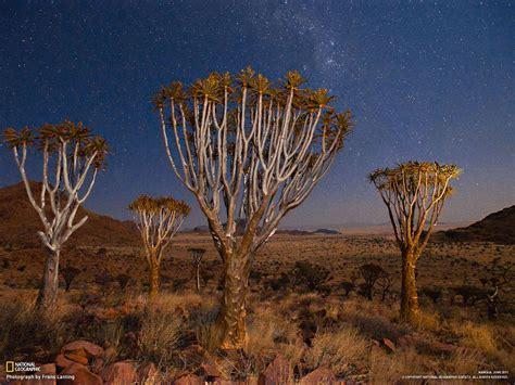 Quiver Trees Namibia 1600x1200 Landscape Wallpaper Picture Tree Nature Wallpaper