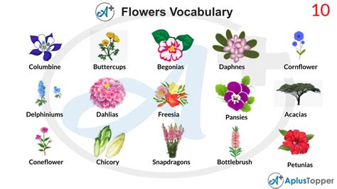 Aesthetic Flowers Names Best Flower Site