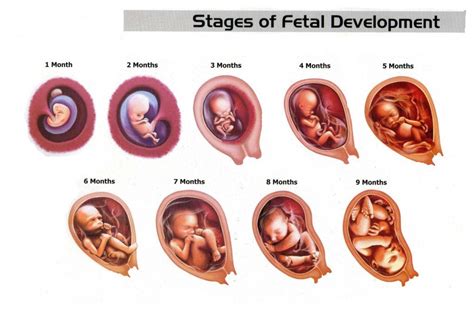 For the next nine months, you and your unborn child will experience fundamental changes. How Does A Baby Grow in The Womb In 9 Months?