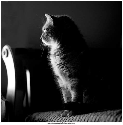 One Cool Cat Pet Portrait Session On Davis Time