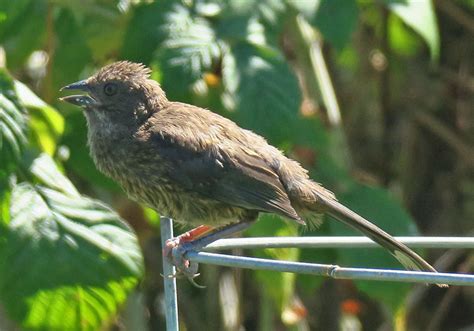 Their warm rufous flanks match the dry leaves they spend their time hopping around in. First-Year Birds | BirdNote