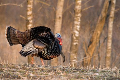 Male Eastern Wild Turkey Photograph By Linda Freshwaters Arndt