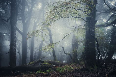The Enchanted Forest On Behance