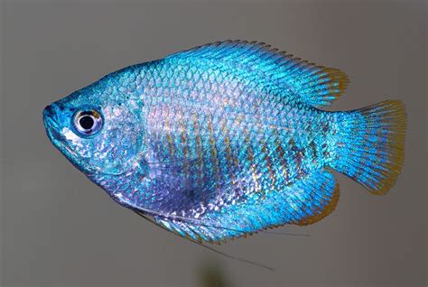 The Top 10 Spectacular Blue Coloured Fish Owlcation