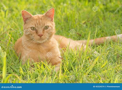 Handsome Ginger Tabby Cat Stock Photo Image Of Orange 45324374