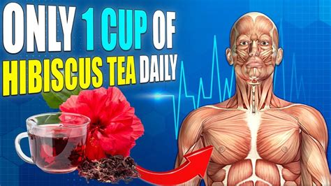 15 reasons why you should drink hibiscus tea every day and how to prepare it youtube hibiscus