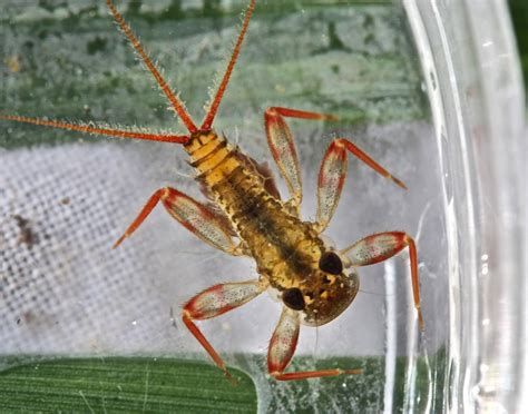 Aquatic Insects Of Central Virginia The Doyles River Gives Up Some Of