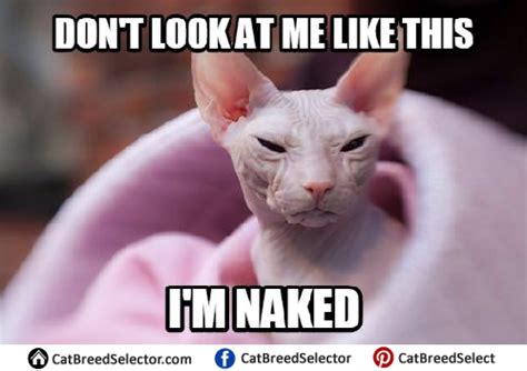 Cat memes are always in style. Hairless Cat Memes | Cat Breed Selector