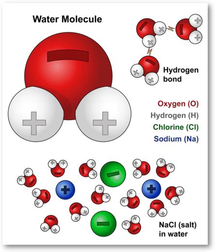 Water Molecules And Their Interaction With Salt Us Geological Survey