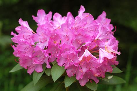 Pink Rhododendron Free Stock Photo Public Domain Pictures