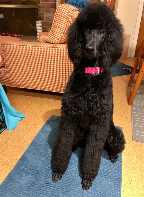 And the use of time to pay attention. Gigi 8.5 months old. Big girl haircut | Poodle puppy ...