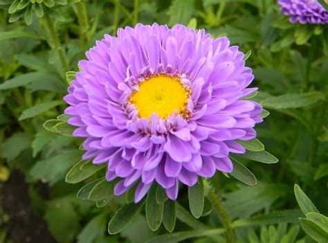 Bunga aster merupakan jenis bunga yang mempunyai nilai jual dari segi ekonomi jika dimanfaatkan secara komersial. Cara Menanam Dan Merawat Bunga Aster Dengan 4 Langkah ...