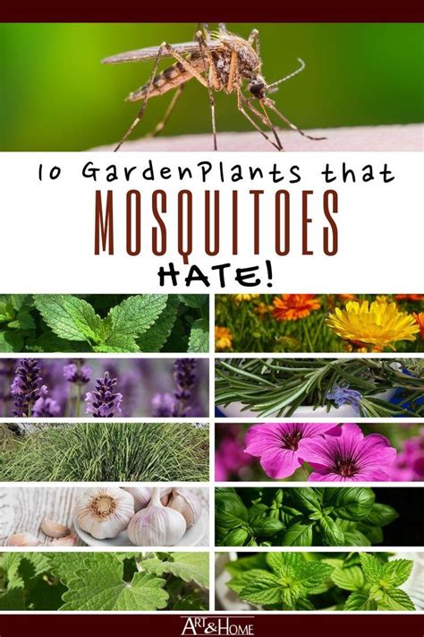 10 Plants That Repel Mosquitoes Naturally Art And Home Decor Blog