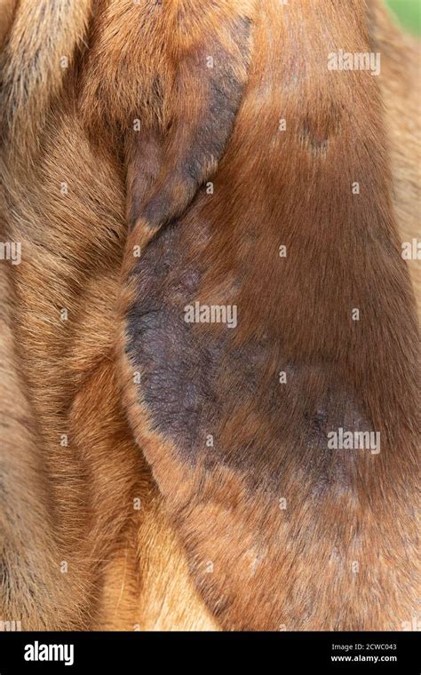 Sarcoptic Fox Mange In A Domestic Dog Stock Photo Alamy