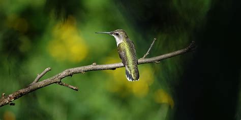 Use the following hummingbird nectar recipe to fill your hummingbird feeder. Hummingbird Nectar Recipe | Smithsonian Migratory Bird Center