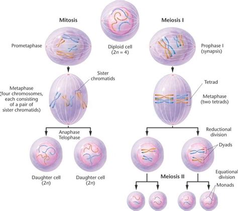 Mitosis And Its Phases Earths Lab