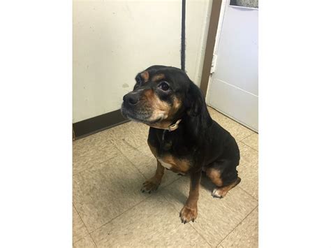 Lost Dog Found On Route 46 In Parsippany Parsippany Nj Patch
