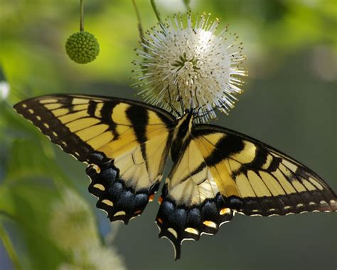 Eastern Tiger Swallowtail Brookside Gardens The Swallowta Flickr