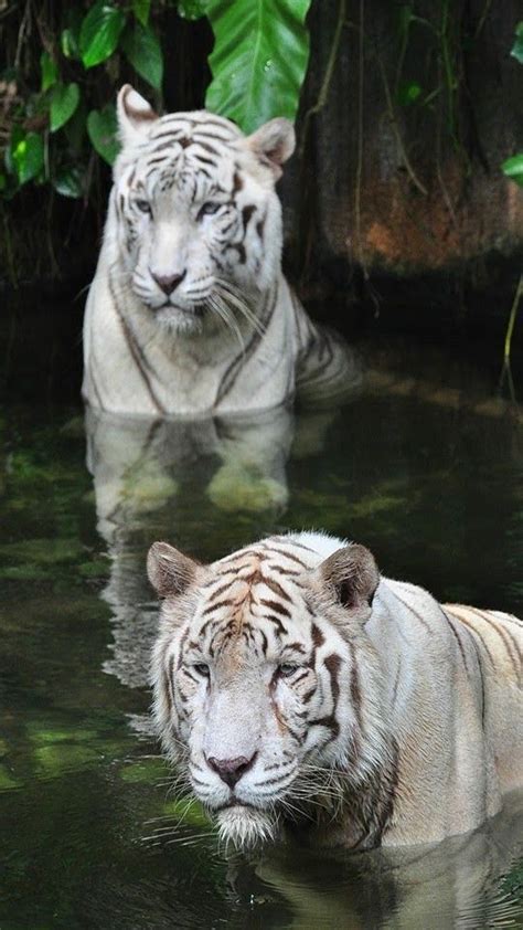 Gorgeous White Tigers 🐯 Animals Beautiful Beautiful Cats Big Cats
