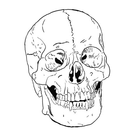 Learn the parts of the skull while you practice shading, toning and bringing a skull to life. Free Printable Skull Coloring Pages For Kids