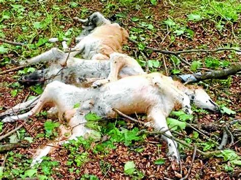 Graphic Content Dead Dog Bodies Found By Walker Dng