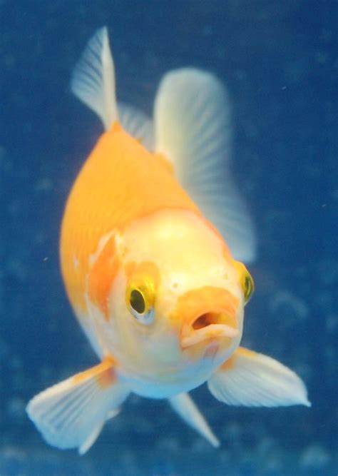 17 Best Images About Goldfish For The Pond On Pinterest Stables