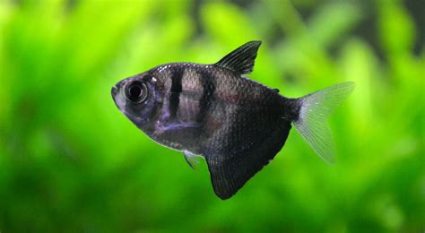 Do black widows eat their mates? Black Widow Tetra | Aquarium Fish Paradise - Adelaide SA