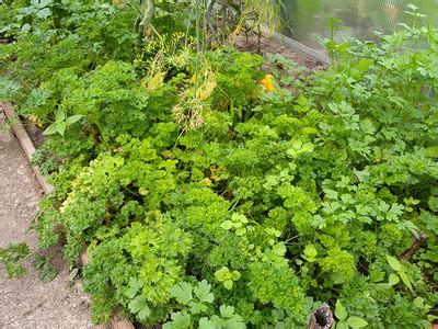 Kräuter im garten für die richtige würze. Garten und Landleben: Häufige Kräuter im Garten