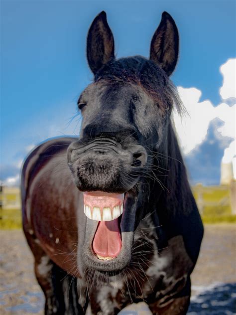 Neighing Black Horse Free Image Download