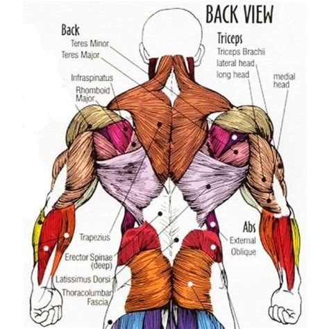 Muscle charts and stretching tips: Back Workout Routine For Muscle Mass | Human body muscles