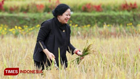 Puan Maharani Dorong Pertanian Di Banyuwangi Jadi Agrowisata Times