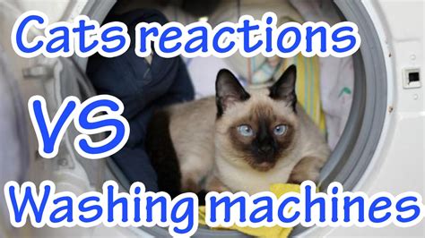 Cats Reactions Vs Washing Machines Youtube