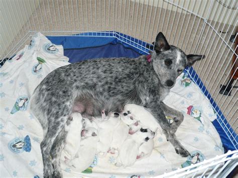 Blue Heelers Pups Are Born White And Change Color As They Get Older