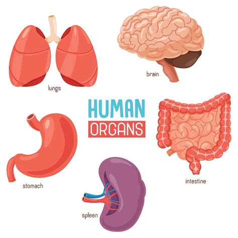 Illustration Of Human Organs Vector Premium Download