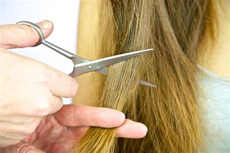 Big Lock Of Long Hair Being Cut With Scissors Stock Photo Image 38195244