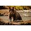 HD Bear Backgrounds  PixelsTalkNet
