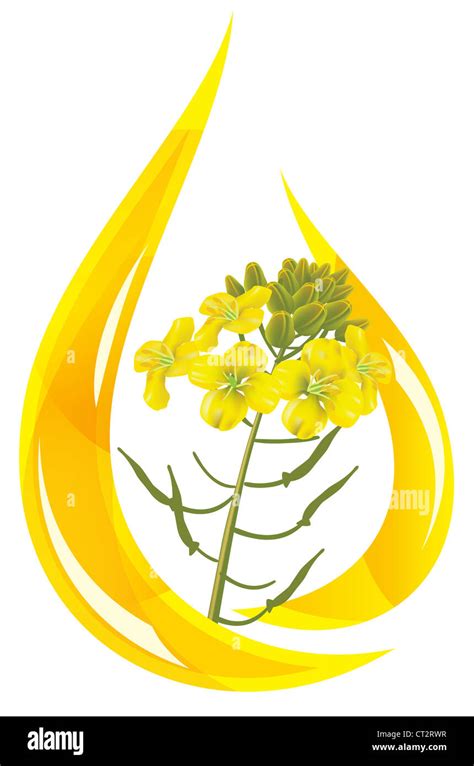 Mustard Oil Stylized Drop Of Oil And Mustard Flower Vector