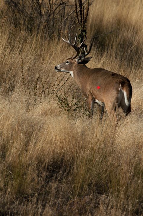 Shot Placement For Big Game Meateater Hunting