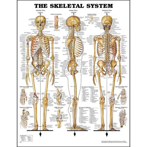 Anatomical atlas of the arteries and bones of the lower extremity: Anatomy Chart: The Skeletal System | Human skeleton ...
