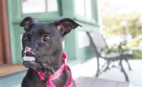 Khaleesi The Noseless Pit Bull Uses Her Fame To Help Other Dogs In Need