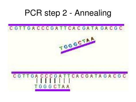While it is a powerful technique, the universal adoption and diverse range of applications is due to its apparent simplicity and relatively low cost. PPT - Genetics and Recombinant DNA PowerPoint Presentation ...