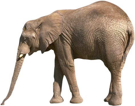 Elephant Png Transparent Image Download Size 2025x1600px